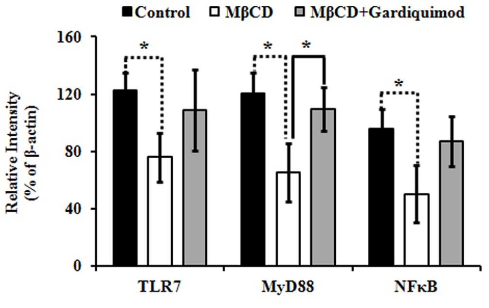 TLR7, MyD88, NFκB were quantified and normalized to β-actin.jpg